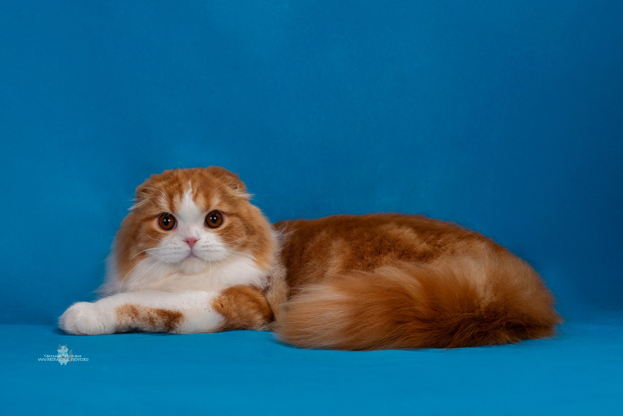 Шотландский котёнок